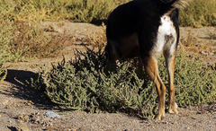 Atriplex serenana serenana