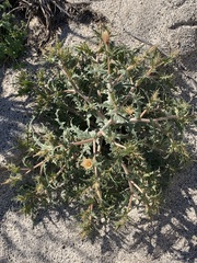 Mentzelia hirsutissima