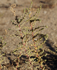 Atriplex serenana serenana