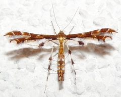 Oxyptilini