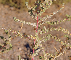 Atriplex serenana serenana