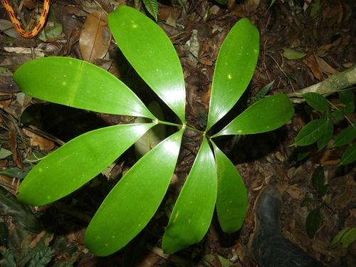 Image of Zamia Cunaria (Zamia cunaria) by (c) Kai Squires, some rights reserved (CC BY)