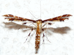 Oxyptilini