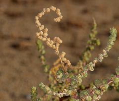 Atriplex serenana serenana