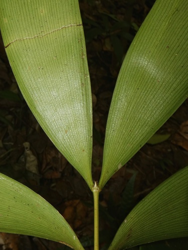 Image of Zamia Cunaria (Zamia cunaria) by (c) Kai Squires, some rights reserved (CC BY)