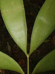 Zamia cunaria