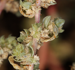 Atriplex serenana serenana