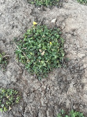 Oxalis exilis
