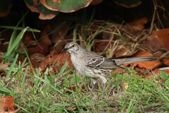 Mimus gundlachii