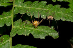 Ventrivomer ancyrophorus