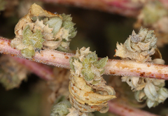 Atriplex serenana serenana