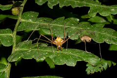 Ventrivomer ancyrophorus