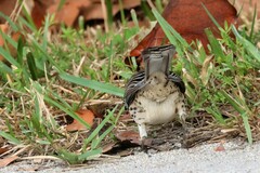 Mimus gundlachii