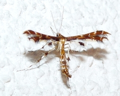 Oxyptilini