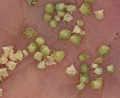 Atriplex serenana serenana