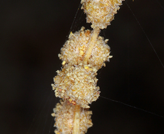 Atriplex serenana serenana