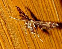 Oxyptilini