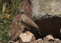 Metriopelia melanoptera