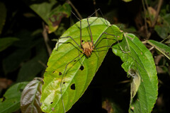 Ventrivomer ancyrophorus