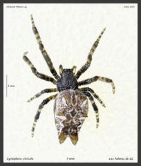 Cyrtophora citricola