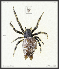 Cyrtophora citricola