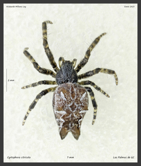 Cyrtophora citricola