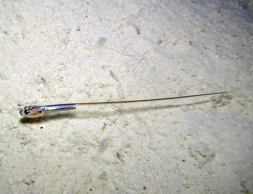 Indo-Pacific messmate-fish (Encheliophis homei) — Carapidae — 3