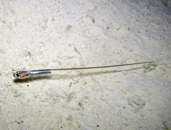 Encheliophis homei