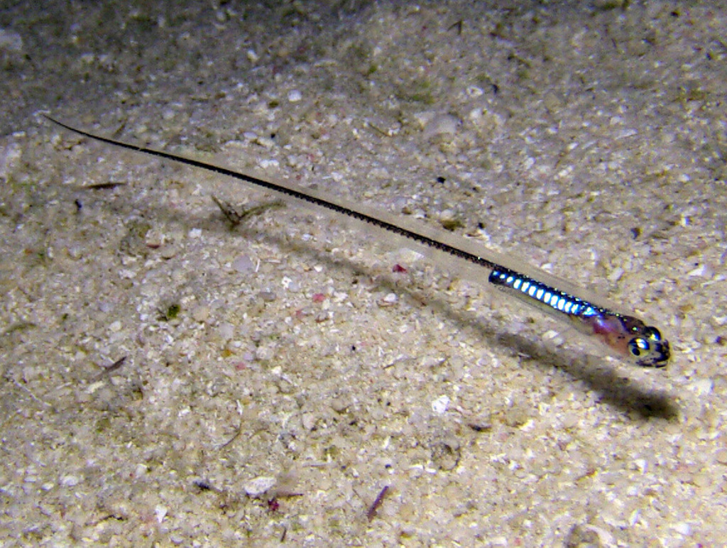 Indo-Pacific messmate-fish (Encheliophis homei) — Carapidae