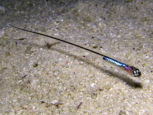Indo-Pacific messmate-fish (Encheliophis homei) — Carapidae