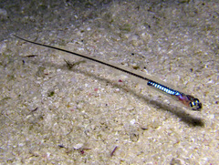 Encheliophis homei