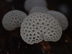 Favolaschia nipponica