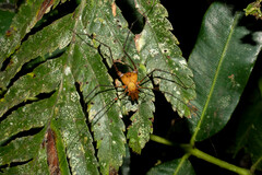 Ventrivomer ancyrophorus