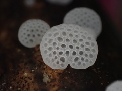 Favolaschia nipponica