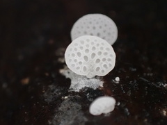Favolaschia nipponica