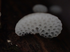 Favolaschia nipponica