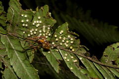Ventrivomer ancyrophorus