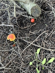 Hygrocybe laetissima