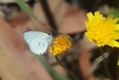 Candalides xanthospilos