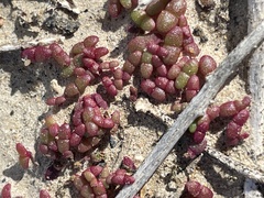 Mesembryanthemum nodiflorum