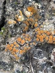 Polycauliona luteominia