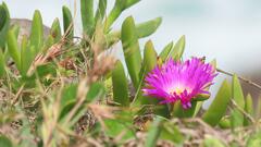 Carpobrotus glaucescens