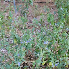 Carlowrightia parviflora