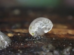 Favolaschia nipponica