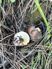 Suillus brevipes