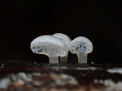 Favolaschia nipponica