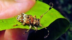 Anisocerus scopifer