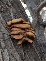 Phyllotopsis nidulans