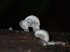Favolaschia nipponica