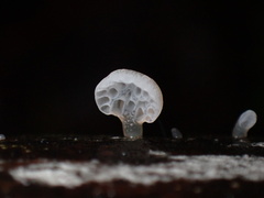 Favolaschia nipponica
